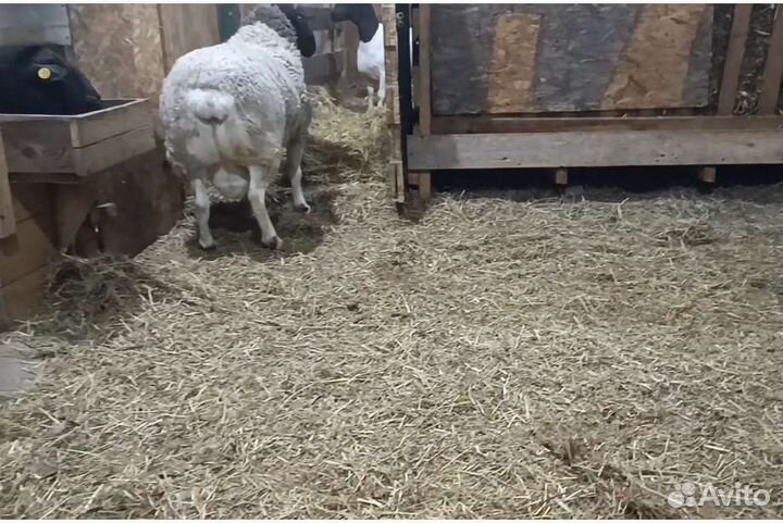 Дорпер черноголовый