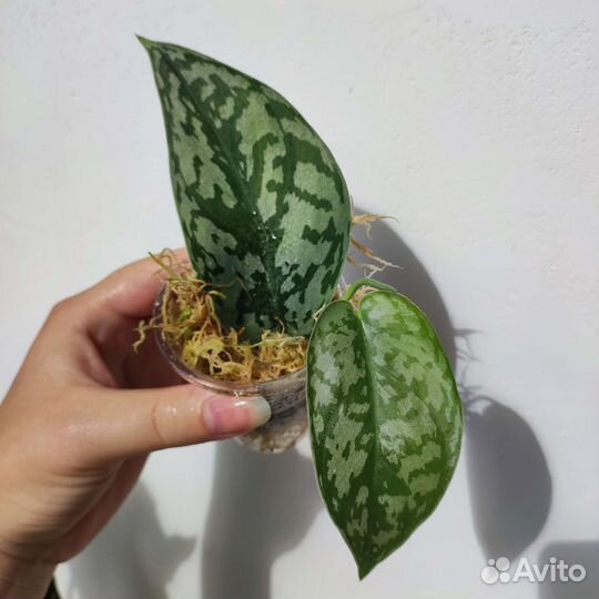 Сциндапсус триколор, Сильвер леди, пиктус