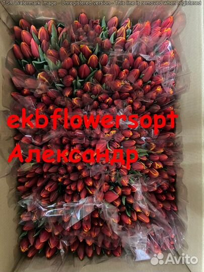 Тюльпан на 8 марта