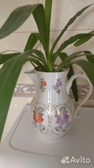 Пальма юкка,драцена