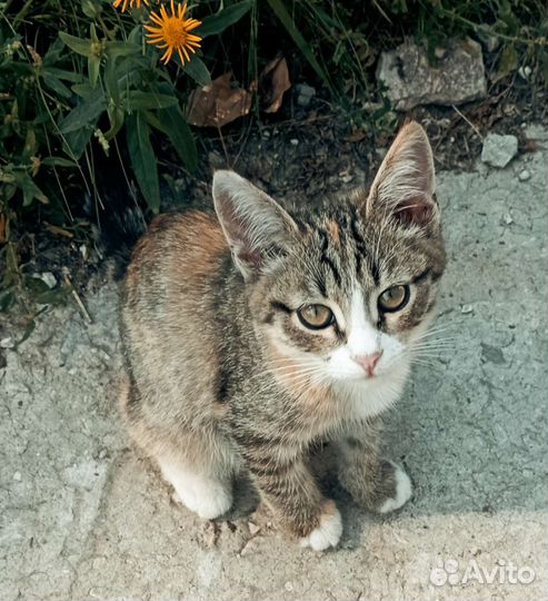 Котята в дар