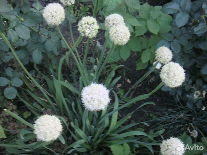 Лук многолетний