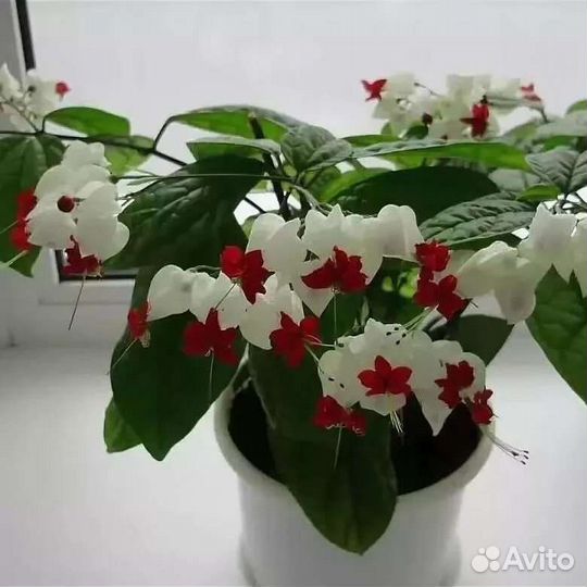 Клеродендрум томпсон