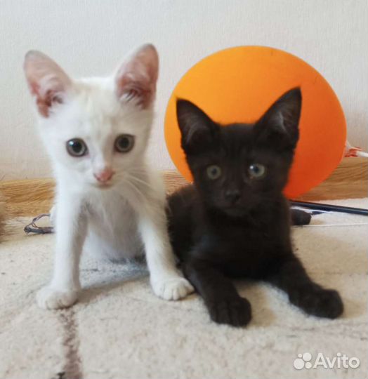 Котята Ин Янь