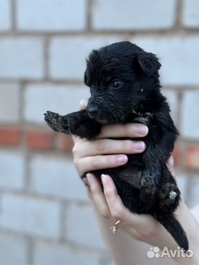 Собака в добрые руки щенок