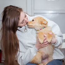 Щенок в добрые руки