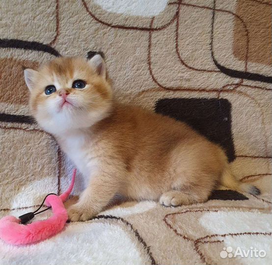 Золотая шиншилла мальчик