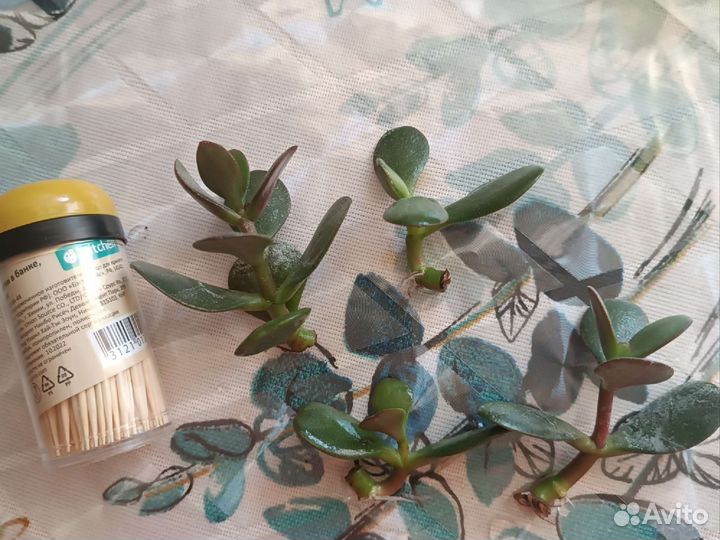 Отростки алое, толстянки (денежного дерева)