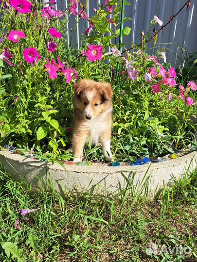 Щенки шелти