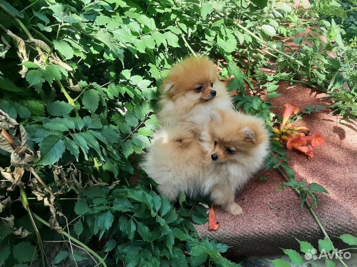 Щенки шпица