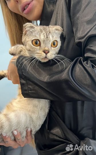 Шотландская вислоухая в хорошие руки