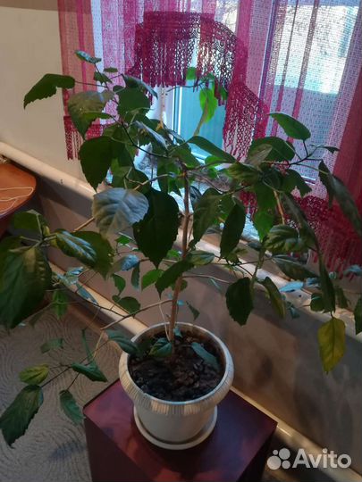 Гибискус китайская роза