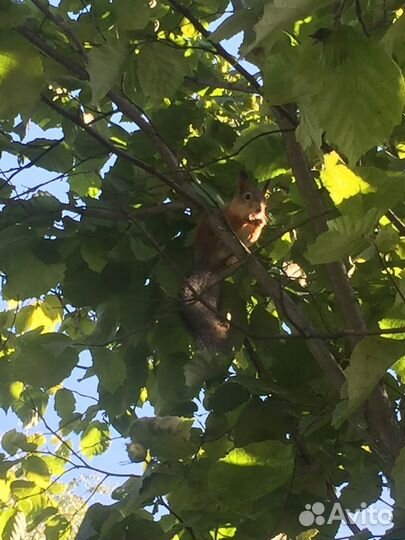 Саженец орешника (фундука) 