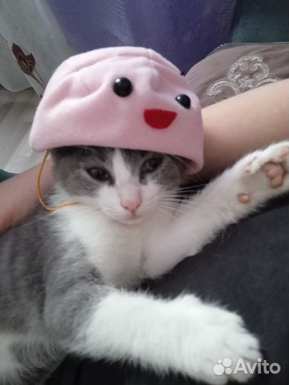 Отдам котят в самые, самые добрые руки