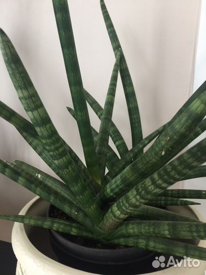Сансевиерия цилиндрика Skyline