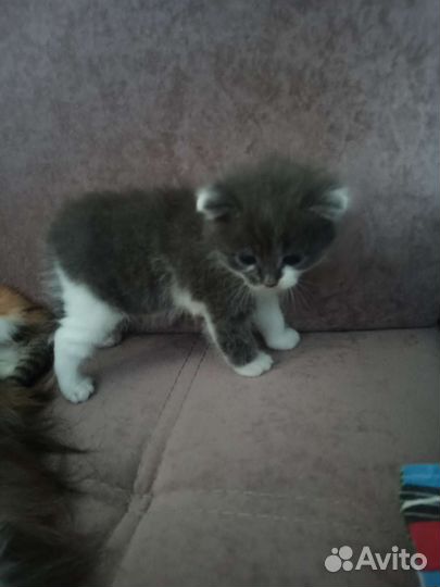 Кошки в добрые руки бесплатно