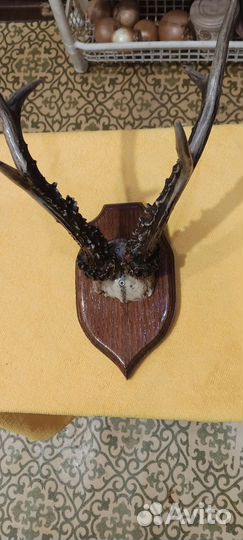 Рога косули