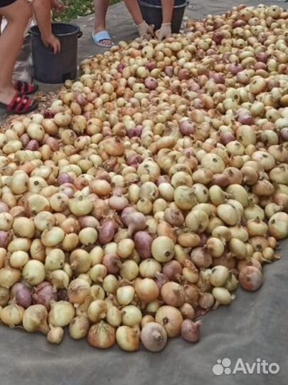 Лук репчатый продажа