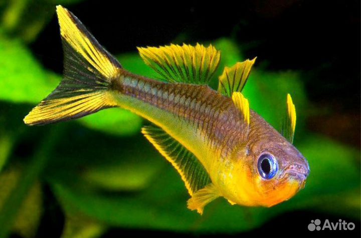 Аквариумные Рыбки