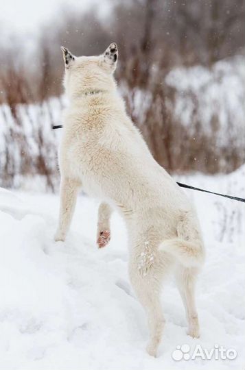 Собака Катрина