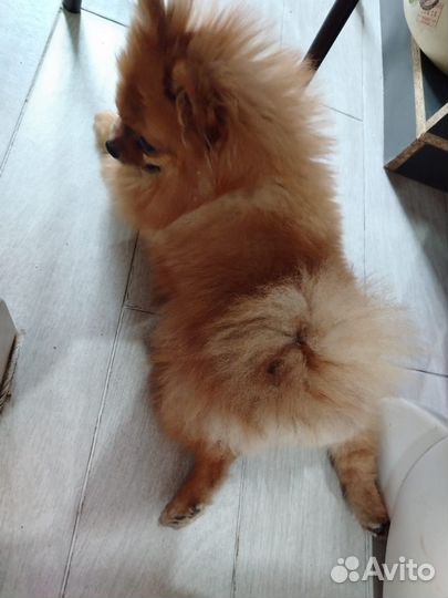 Мини шпиц вязка