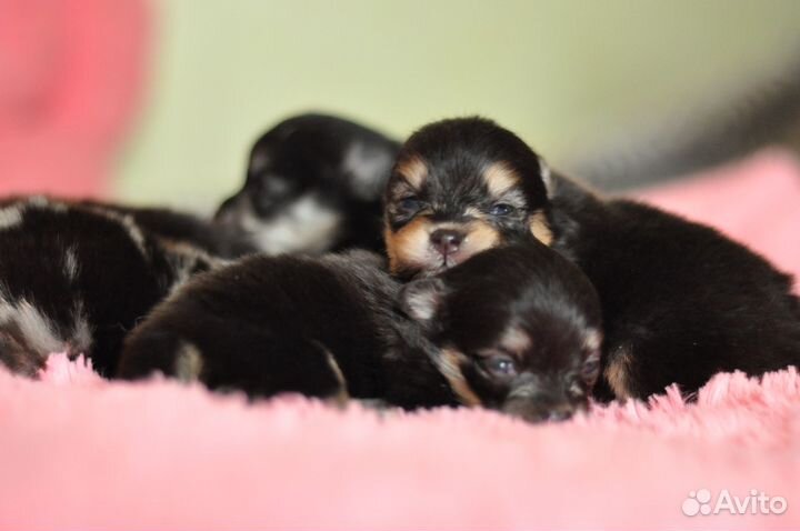 Щенки шпица