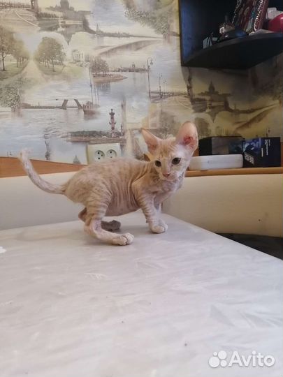 Канадский сфинкс котята