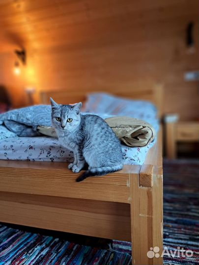 Котята отдам в добрые руки бесплатно