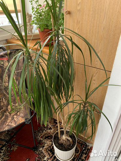 Пальма драцена