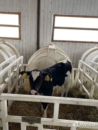 Бычки. Телята