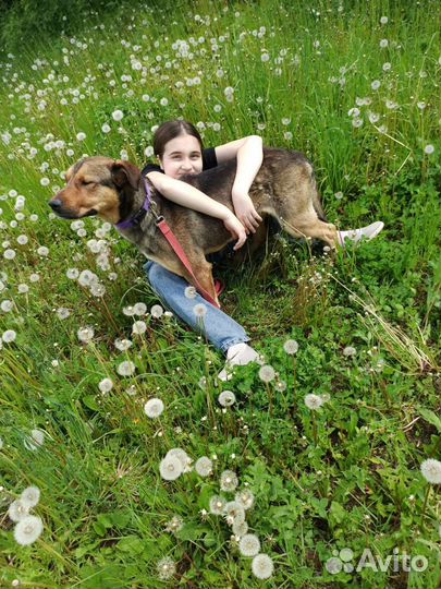 Скиф грустит в приюте