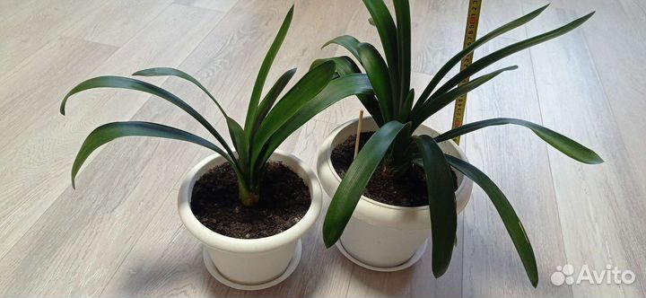 Комнатные растения. Кливия