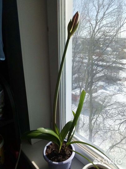 Детки гиппеаструма