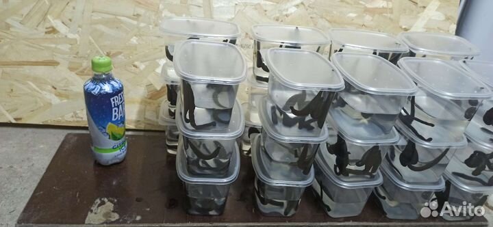 Пиявки (наживка для рыбалки)