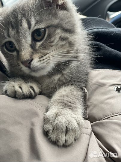 Котята в добрые руки бесплатно