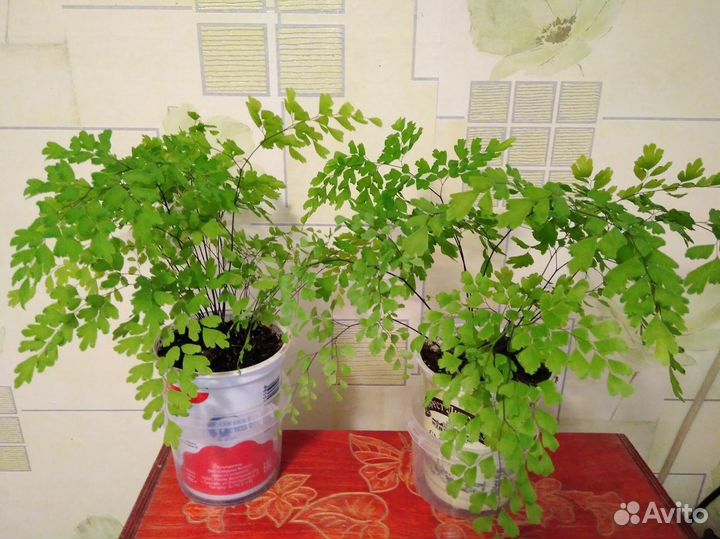 Адиантум (Венерин волос)