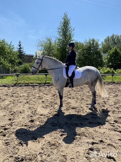 Лошадь в аренду