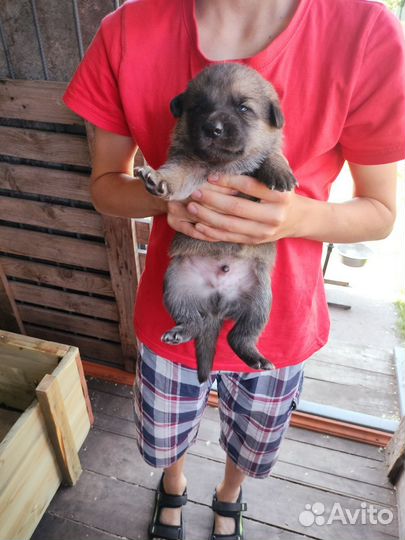 Открыта бронь на щенков