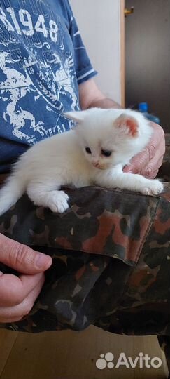 Котята девочки