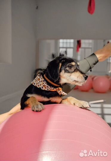 Щенок Мартин