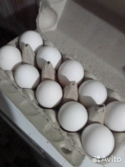 Яйцо куриное