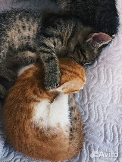 Котята в добрые руки