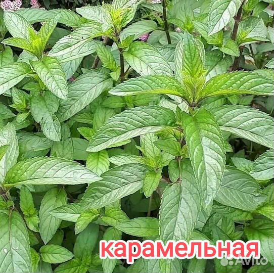 Мята сортовая