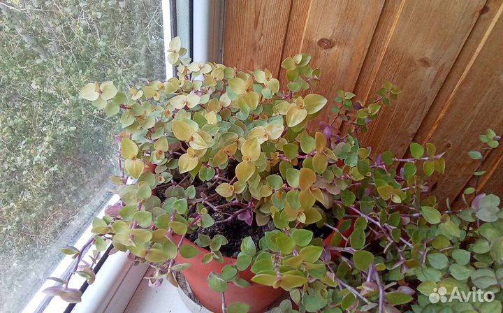 Каллизии 3 сорта