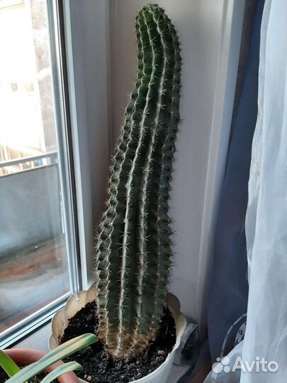 Большой кактус