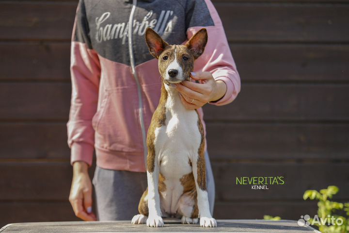 Басенджи щенки