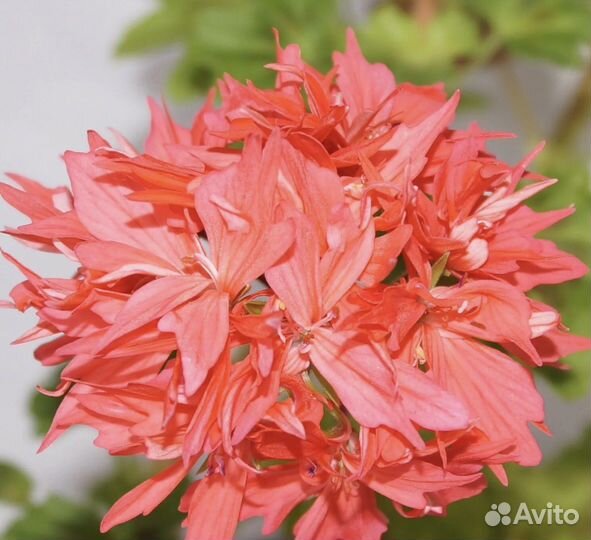 Пеларгония стеллар Bronze butterfly