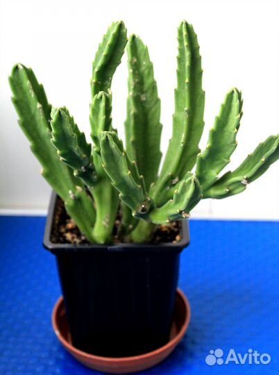 Стапелия крупноцветковая (Stapelia grandiflora)