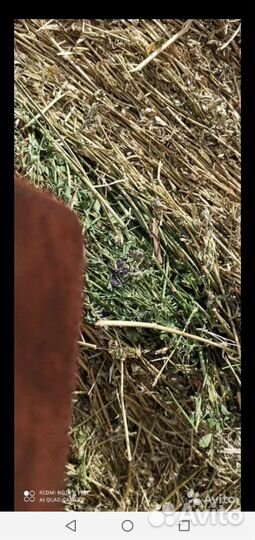 Сено Люцерна и луговое с доставкой по области