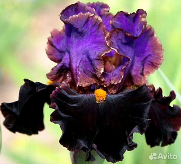 Ирисы высокие бородатые сортовые
